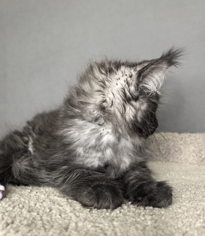 Olav Akbars - Kitten maine-coon 1 month 3 weeks