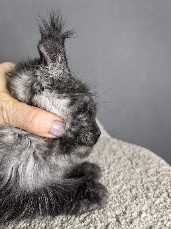 Olav Akbars - Kitten maine-coon 1 month 3 weeks