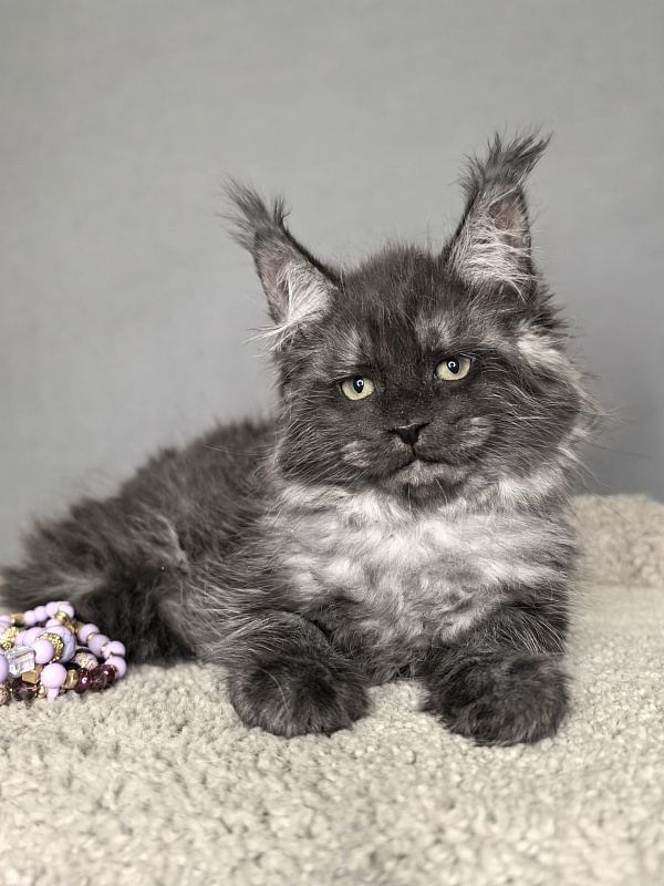 Olav Akbars - Kitten maine-coon 1 month 3 weeks