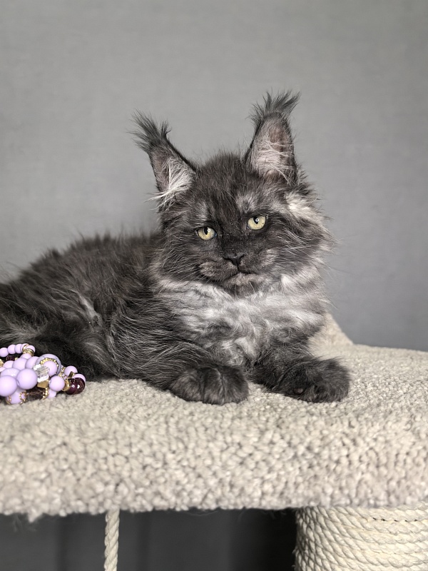 Olav Akbars - Kitten maine-coon 1 month 3 weeks