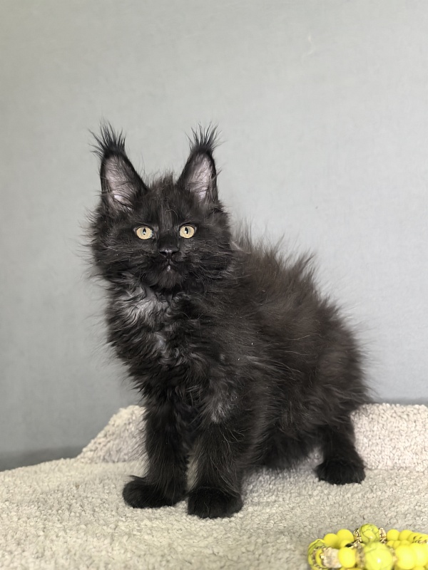 Opal Cat Akbars - Kitten maine-coon 1 month 3 weeks