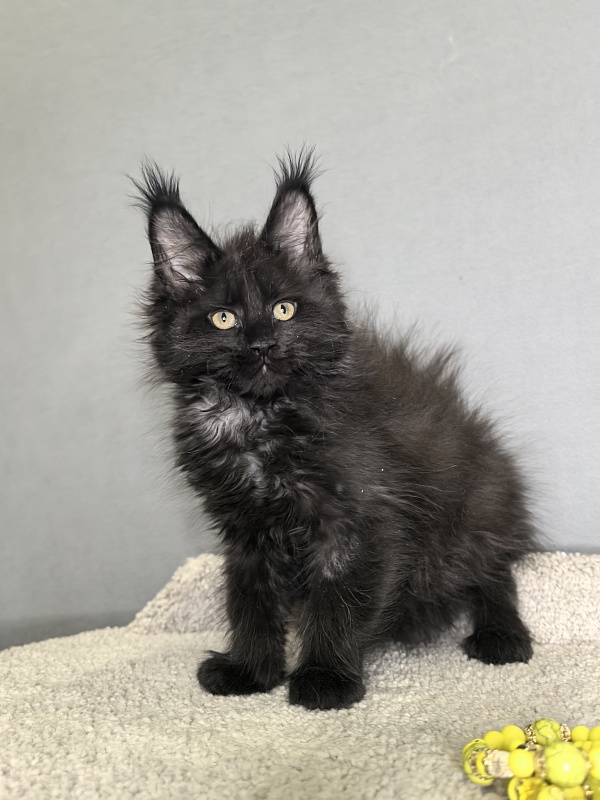 Opal Cat Akbars - Kitten maine-coon 1 month 3 weeks