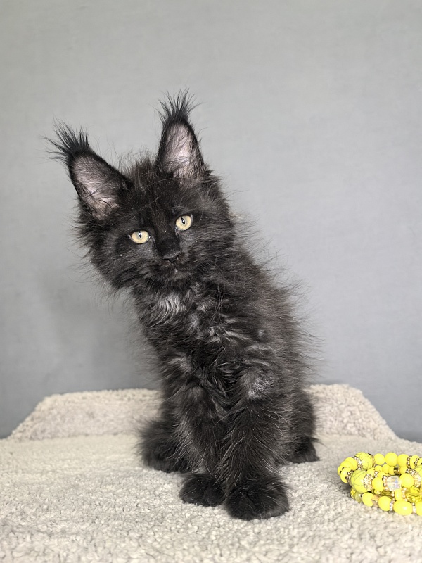 Opal Cat Akbars - Kitten maine-coon 1 month 3 weeks