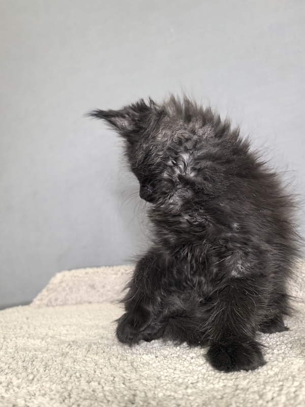 Opal Cat Akbars - Kitten maine-coon 1 month 3 weeks