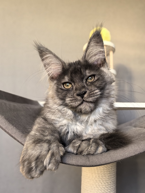 S*Dasha Akbars (Polydactyl) 67/66 - Kitten maine-coon 2 months 1.5 week