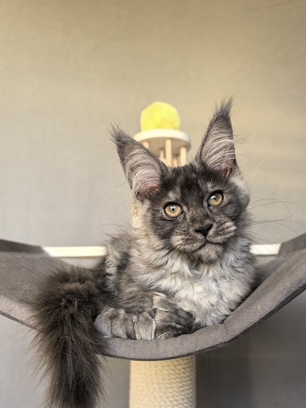 S*Dasha Akbars (Polydactyl) 67/66 - Kitten maine-coon 2 months 1.5 week