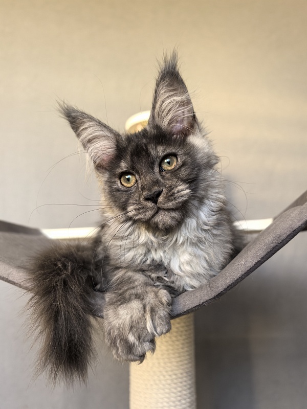 S*Dasha Akbars (Polydactyl) 67/66 - Kitten maine-coon 2 months 1.5 week
