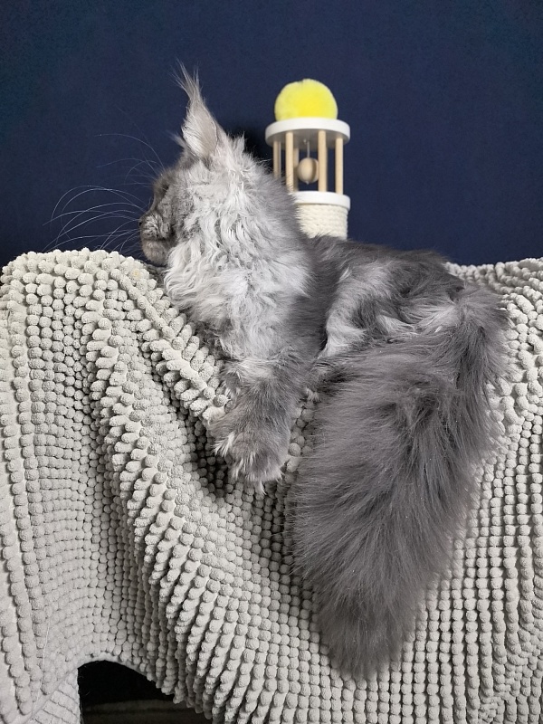 S*Dasha Akbars (Polydactyl) 67/66 - Kitten maine-coon 5 months