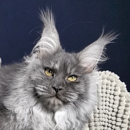 S*Dasha Akbars (Polydactyl) 67/66