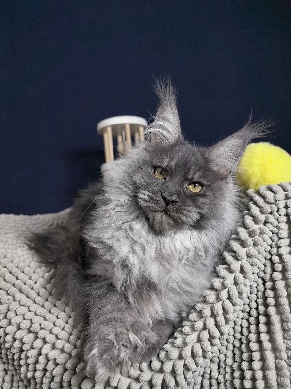 S*Dasha Akbars (Polydactyl) 67/66 - Kitten maine-coon 5 months