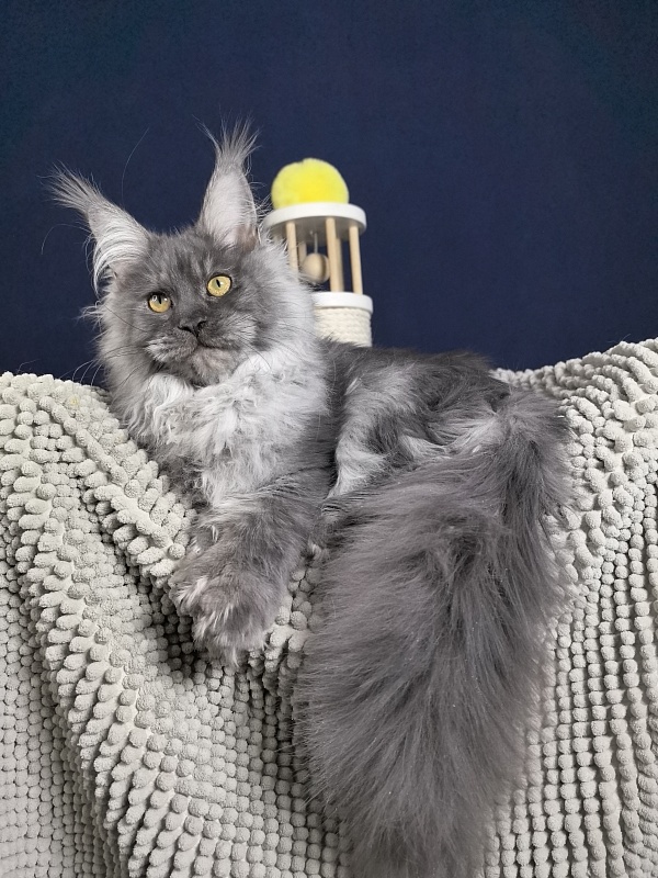 S*Dasha Akbars (Polydactyl) 67/66 - Kitten maine-coon 5 months