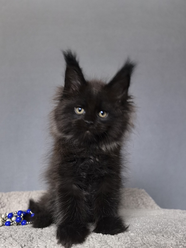 Quartz  Akbars (PET) - Kitten maine-coon 2 months 1 week