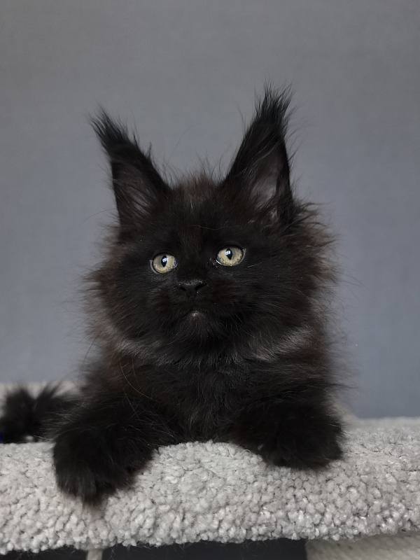 Quartz  Akbars (PET) - Kitten maine-coon 2 months 1 week