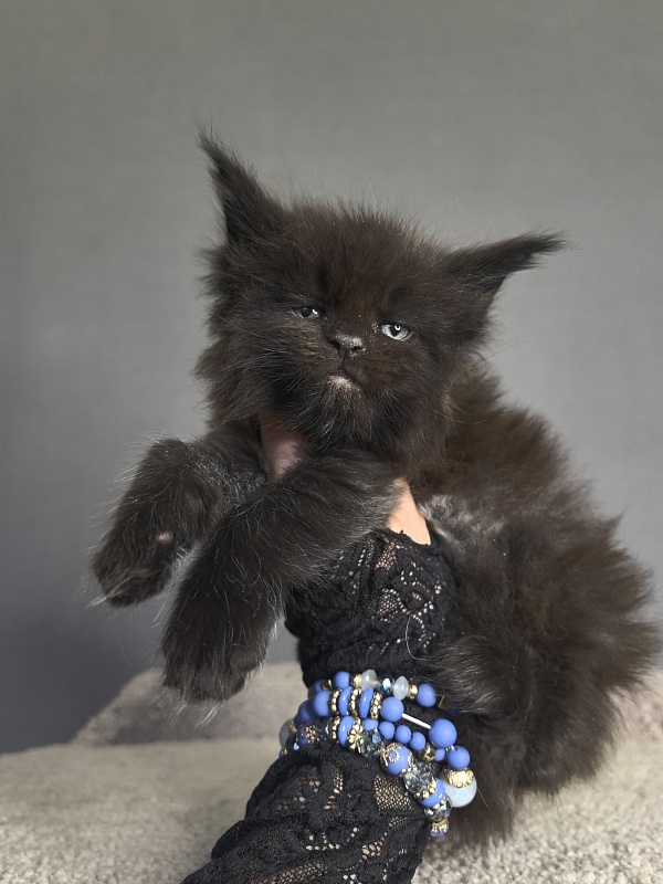 Quartz  Akbars - Kitten maine-coon 3 weeks