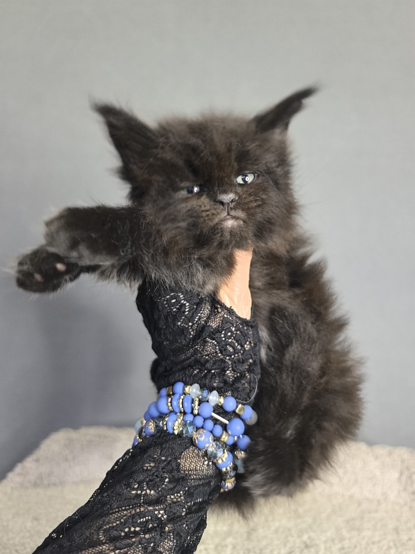 Quartz  Akbars - Kitten maine-coon 3 weeks