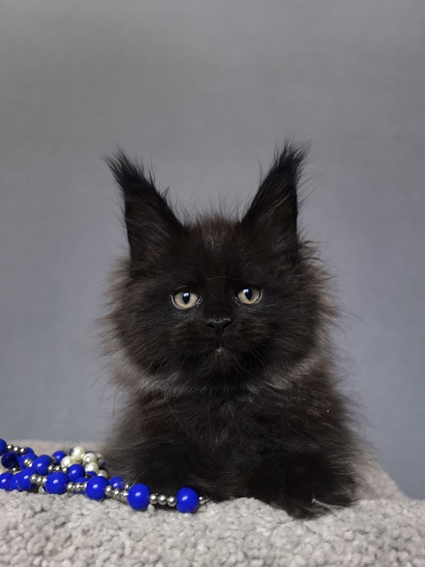 Quartz  Akbars (PET) - Kitten maine-coon 2 months 1 week