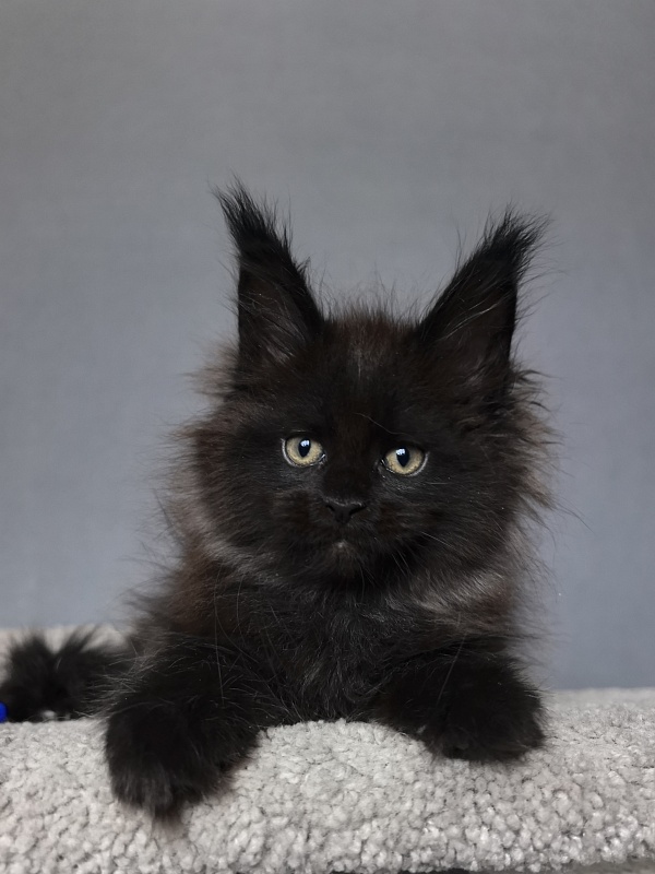 Quartz  Akbars (PET) - Kitten maine-coon 2 months 1 week