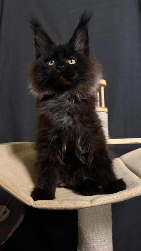 Quartz  Akbars (PET) - Kitten maine-coon 2 months 4 weeks