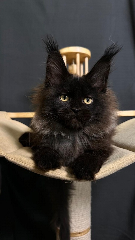 Quartz  Akbars (PET) - Kitten maine-coon 2 months 4 weeks