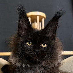 Quartz  Akbars (PET)