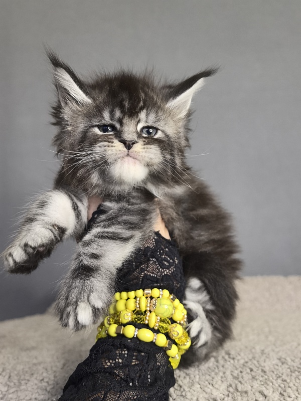 Queen Tesla Akbars - Kitten maine-coon 3 weeks