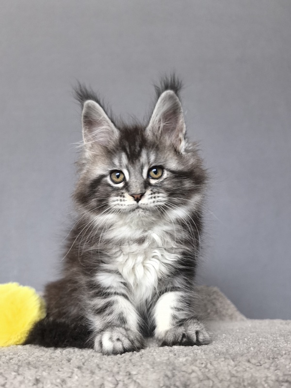 Queen Tesla Akbars - Kitten maine-coon 2 months 1 week
