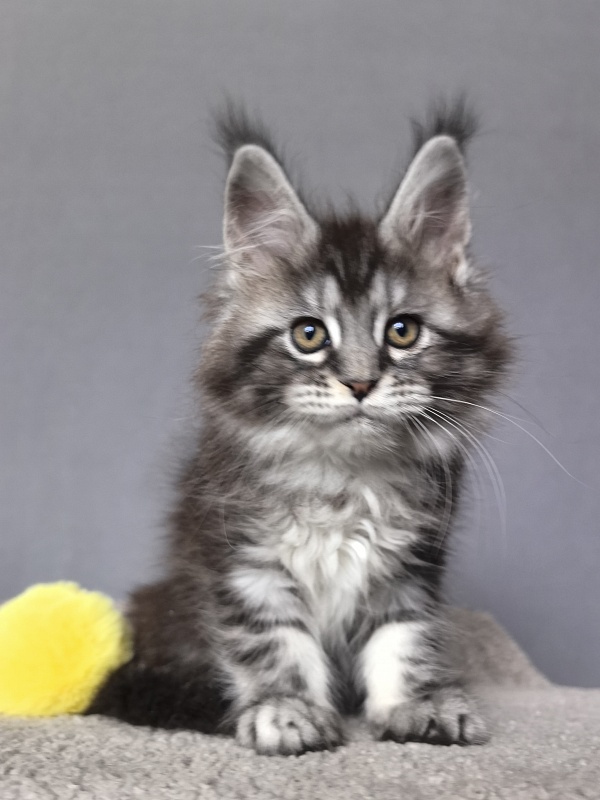 Queen Tesla Akbars - Kitten maine-coon 2 months 1 week