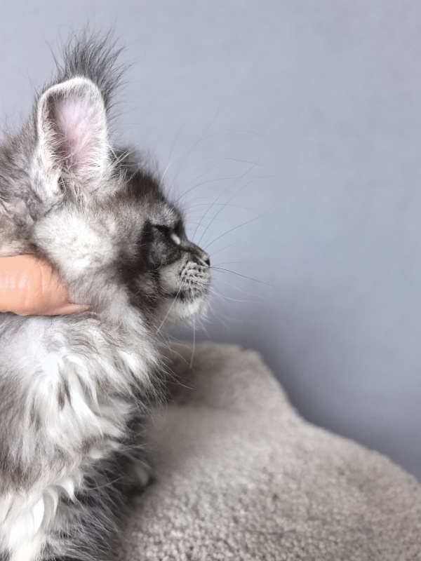 Queen Tesla Akbars - Kitten maine-coon 2 months 1 week