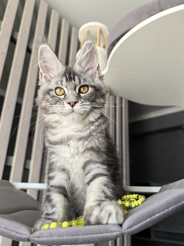 Queen Tesla Akbars - Kitten maine-coon 3 months 2 weeks