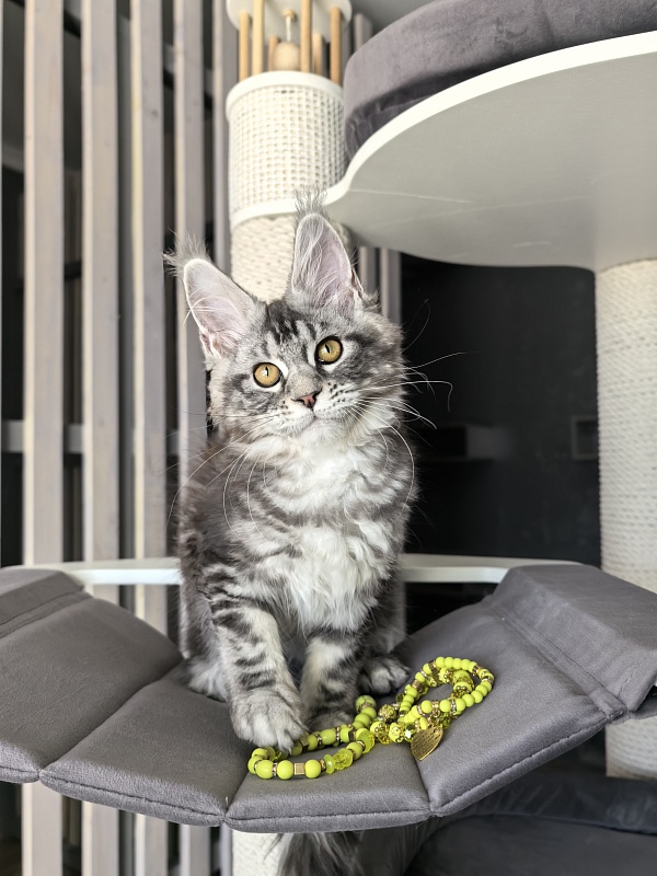 Queen Tesla Akbars - Kitten maine-coon 3 months 2 weeks