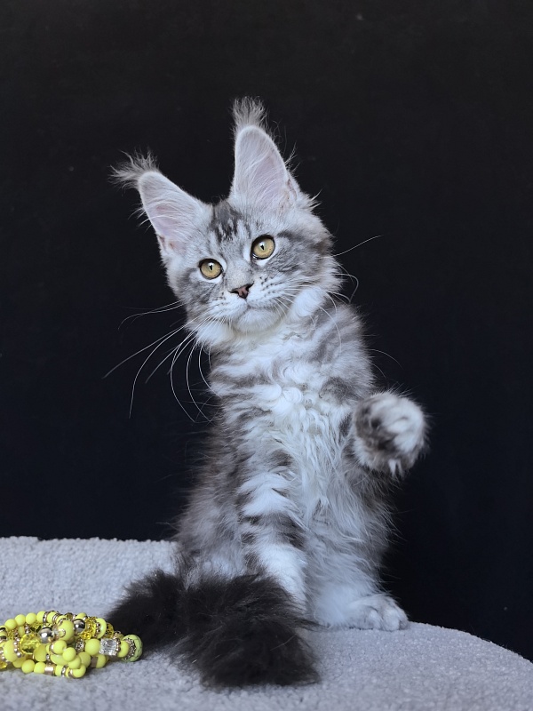 Queen Tesla Akbars - Kitten maine-coon 3 months 2 weeks