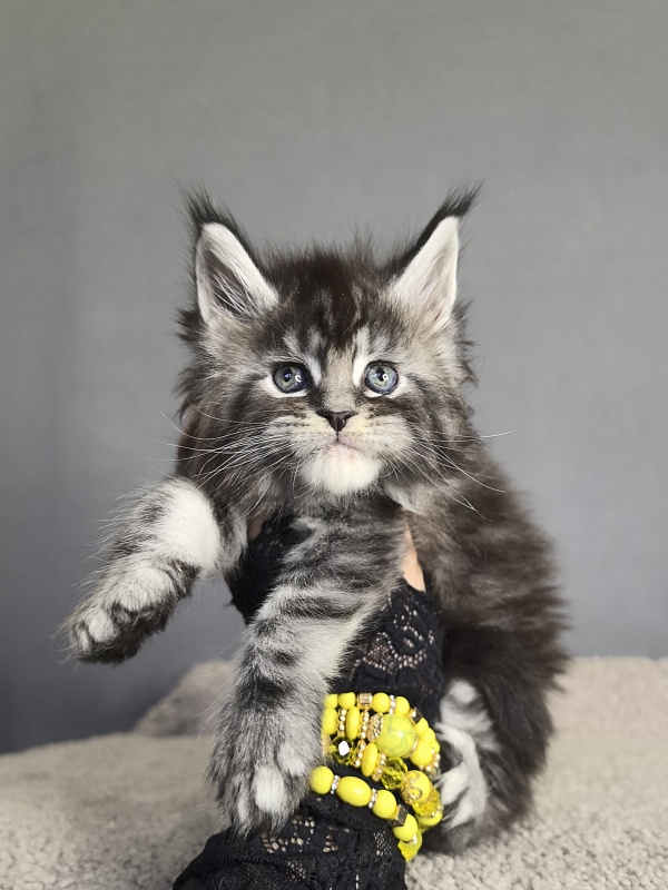 Queen Tesla Akbars - Kitten maine-coon 3 weeks