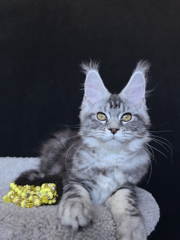 Queen Tesla Akbars - Kitten maine-coon 3 months 2 weeks