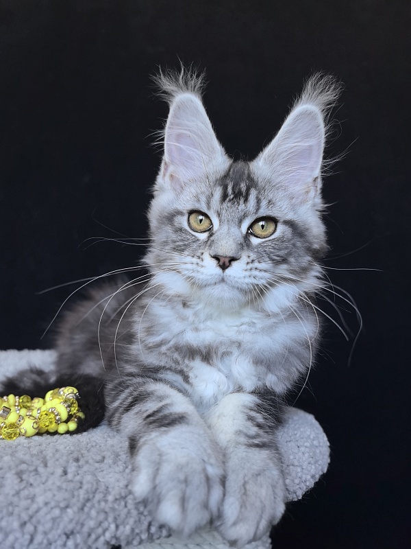 Queen Tesla Akbars - Kitten maine-coon 3 months 2 weeks