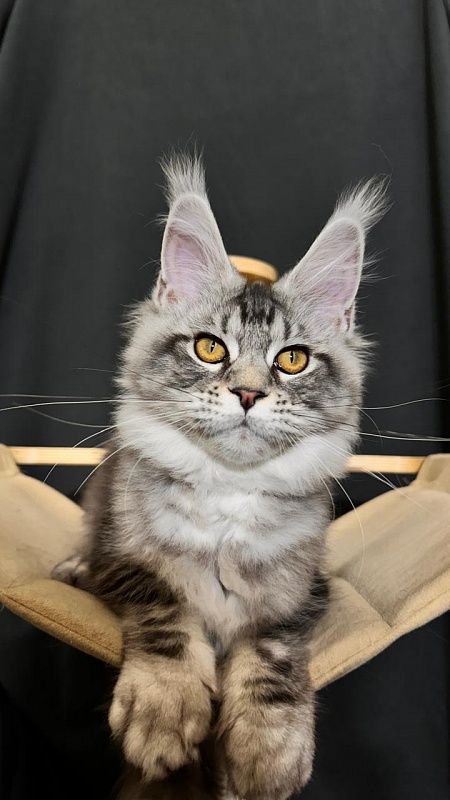 Queen Tesla Akbars - Kitten maine-coon 4 months 3.5 weeks