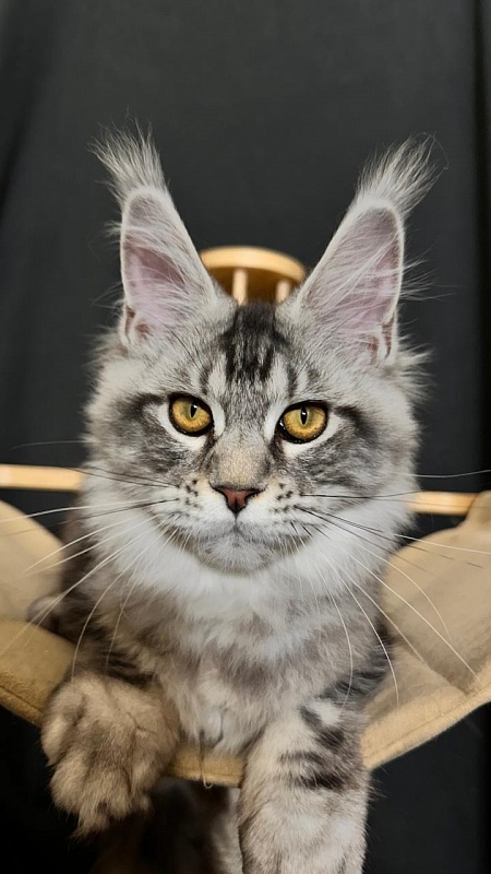 Queen Tesla Akbars - Kitten maine-coon 4 months 3.5 weeks