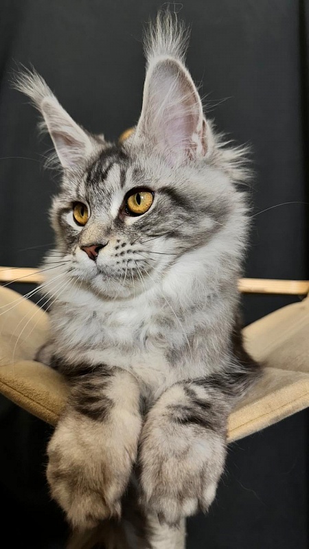 Queen Tesla Akbars - Kitten maine-coon 4 months 3.5 weeks
