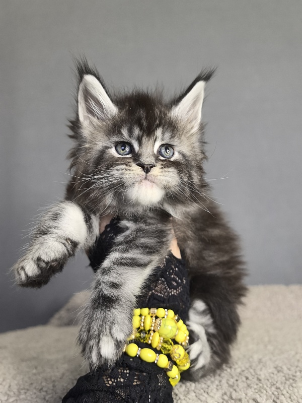 Queen Tesla Akbars - Kitten maine-coon 3 weeks