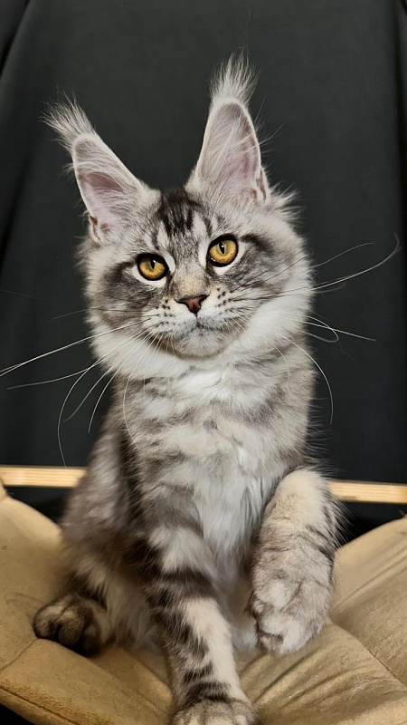 Queen Tesla Akbars - Kitten maine-coon 4 months 3.5 weeks