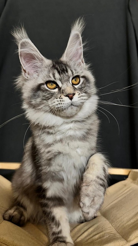 Queen Tesla Akbars - Kitten maine-coon 4 months 3.5 weeks