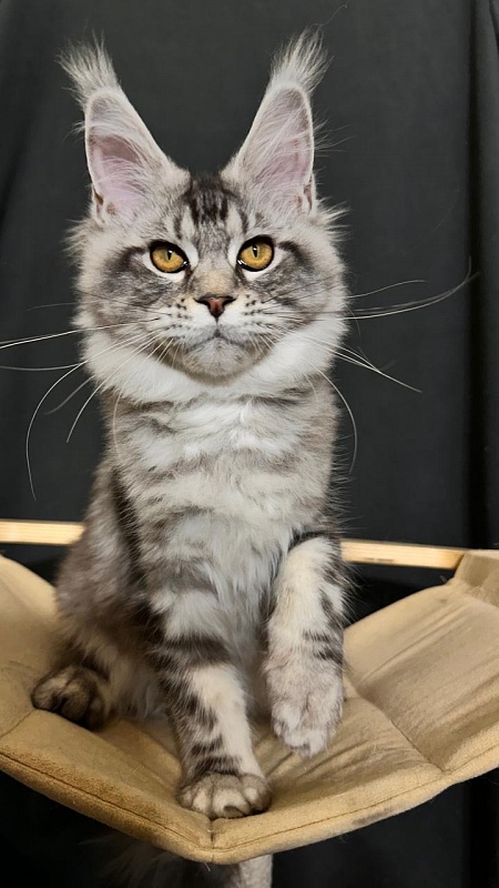 Queen Tesla Akbars - Kitten maine-coon 4 months 3.5 weeks