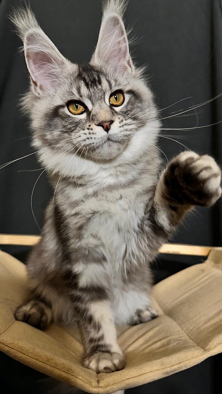 Queen Tesla Akbars - Kitten maine-coon 4 months 3.5 weeks