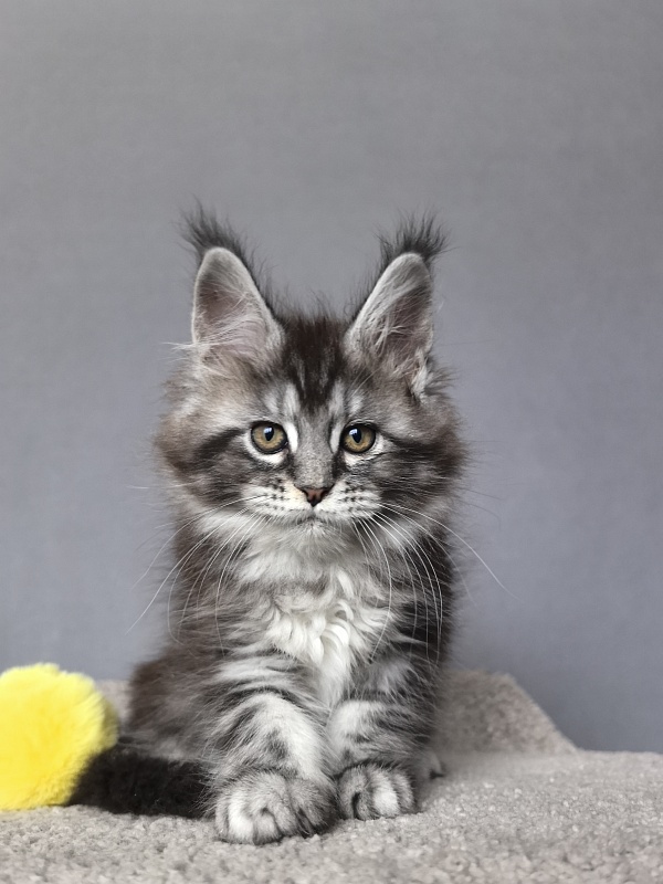 Queen Tesla Akbars - Kitten maine-coon 2 months 1 week