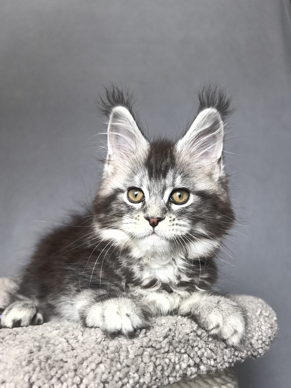 Queen Mimi Akbars - Kitten maine-coon 2 months 1 week