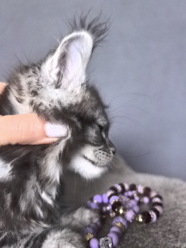 Queen Mimi Akbars - Kitten maine-coon 2 months 1 week