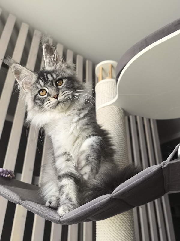 Queen Mimi Akbars - Kitten maine-coon 3 months 1.5 week