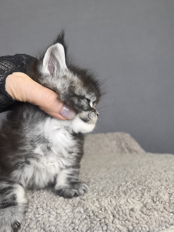 Queen Mimi Akbars - Kitten maine-coon 3 weeks