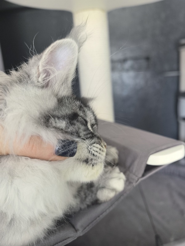 Queen Mimi Akbars - Kitten maine-coon 3 months 1.5 week