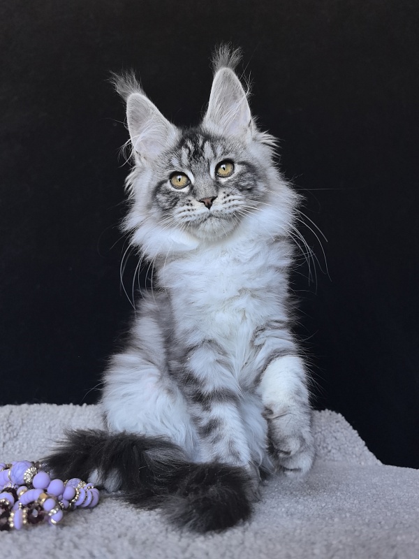 Queen Mimi Akbars - Kitten maine-coon 3 months 2 weeks