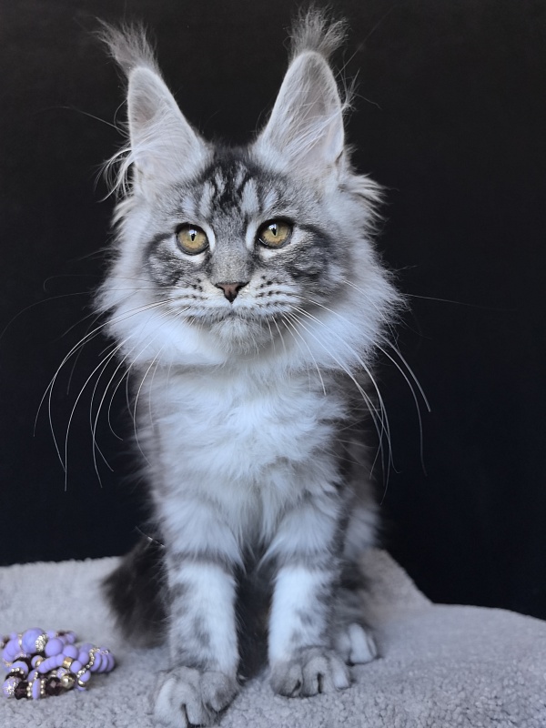 Queen Mimi Akbars - Kitten maine-coon 3 months 2 weeks